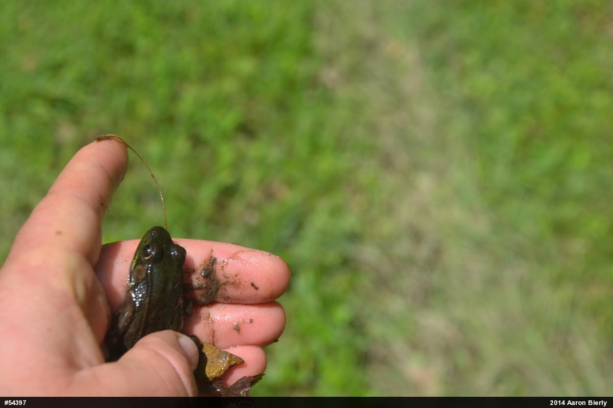 Green Frog