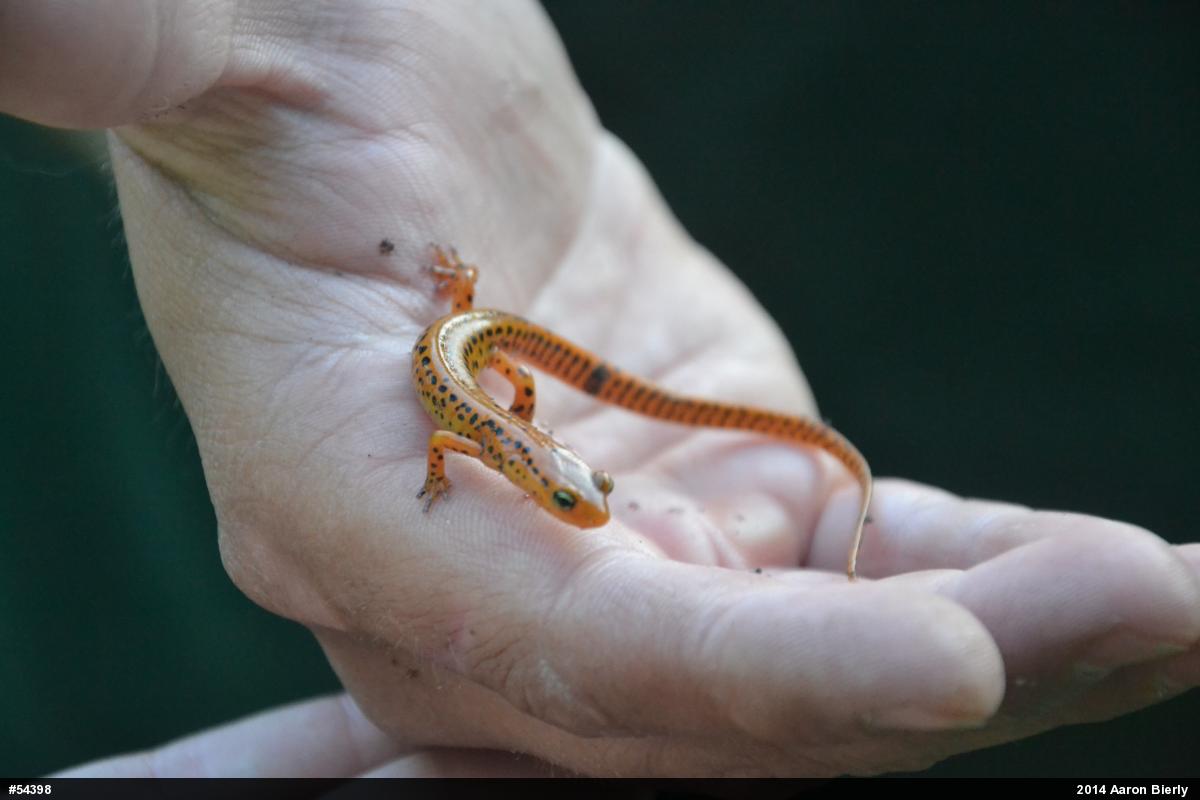 Eastern Long-tailed Salamander