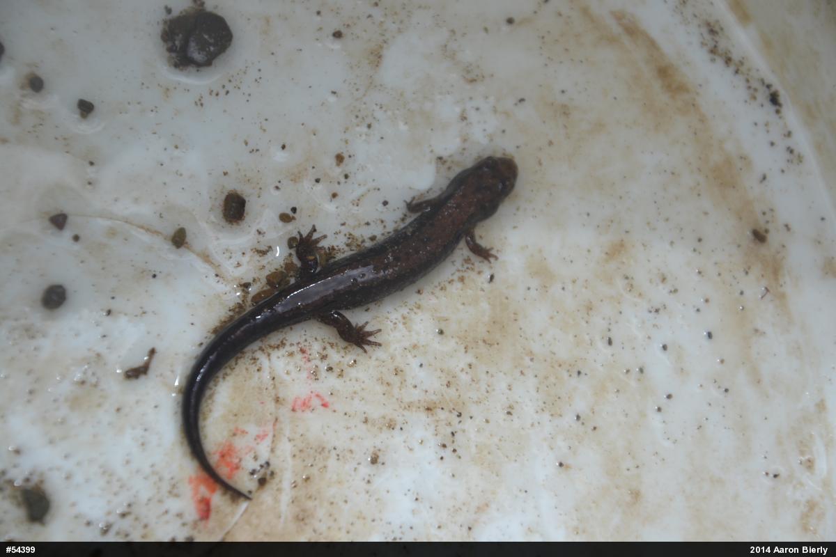 Allegheny Mountain Dusky Salamander