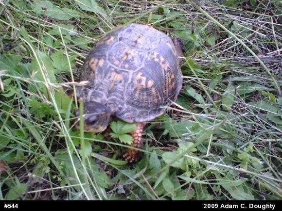 Eastern Box Turtle