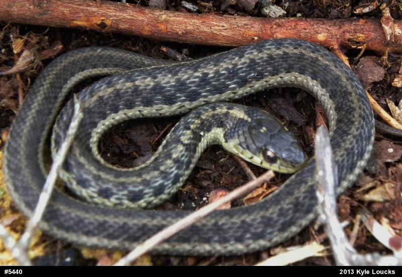 Eastern Gartersnake