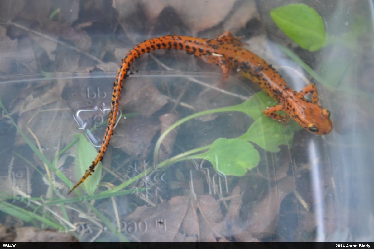 Eastern Long-tailed Salamander