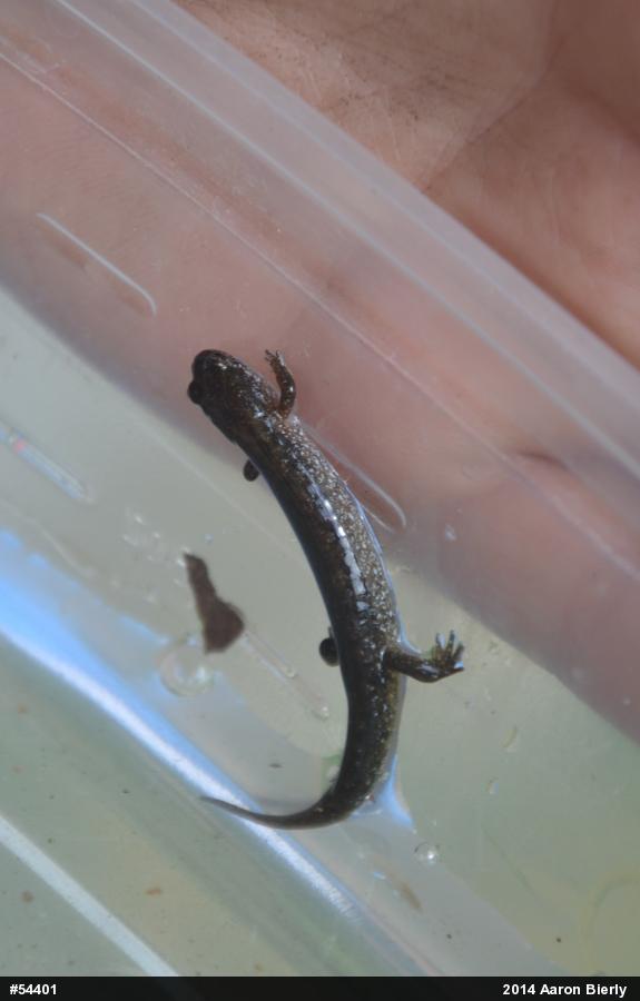 Northern Dusky Salamander