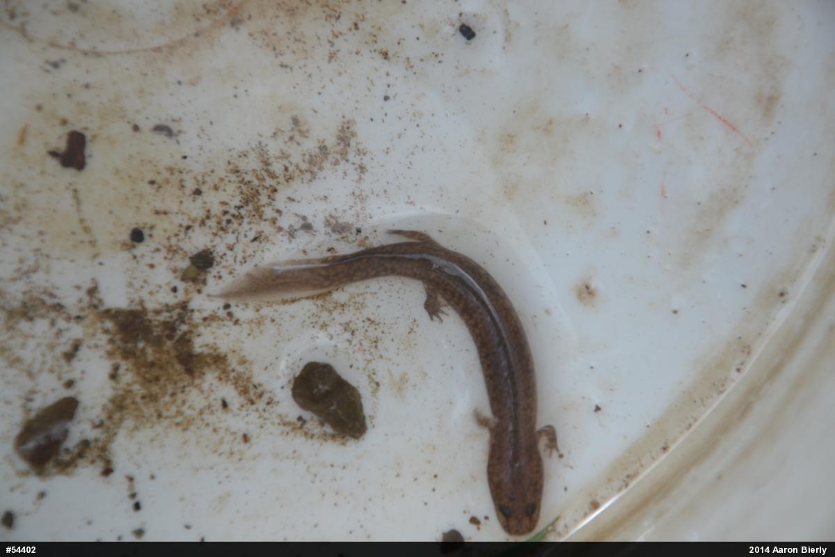 Northern Spring Salamander