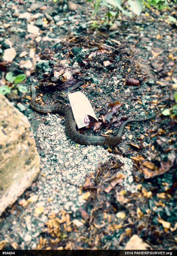 Northern Watersnake