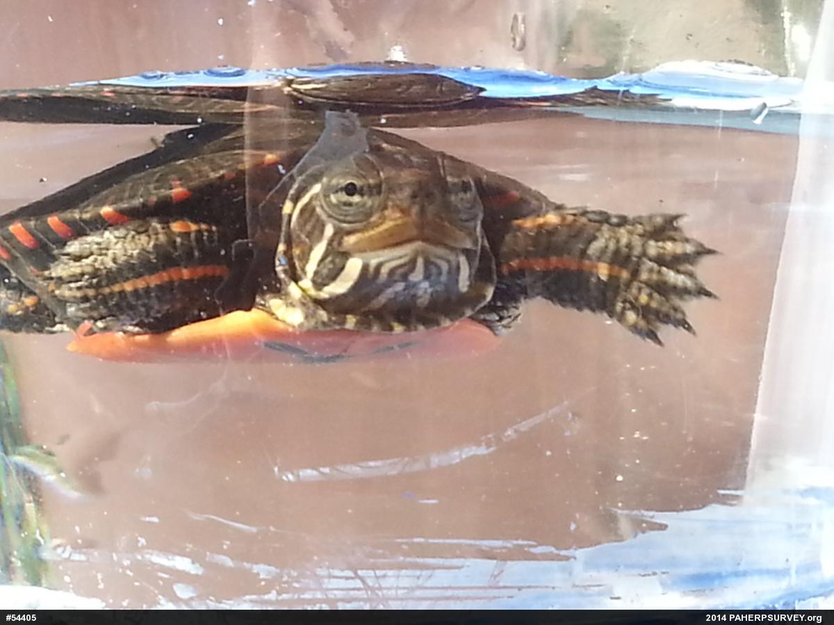 Painted Turtle