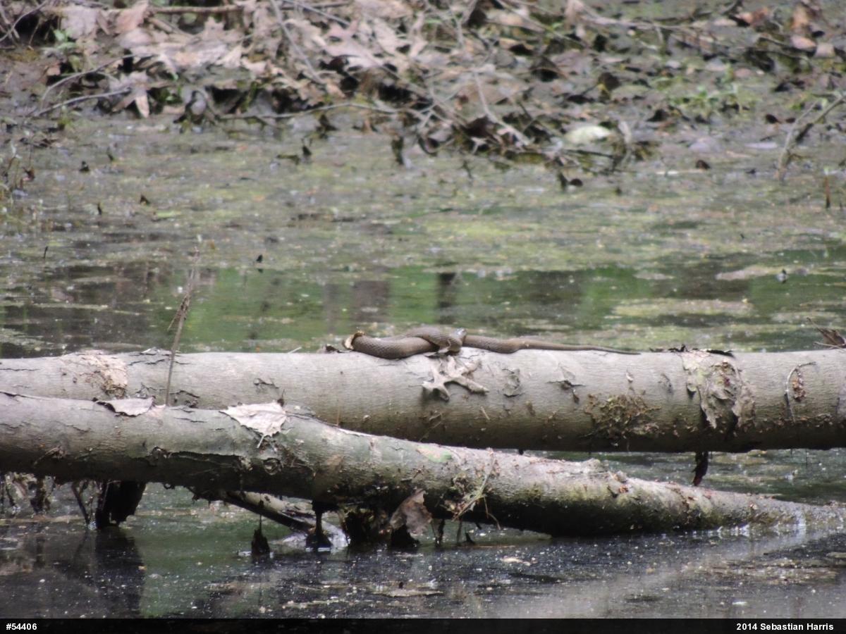 Northern Watersnake