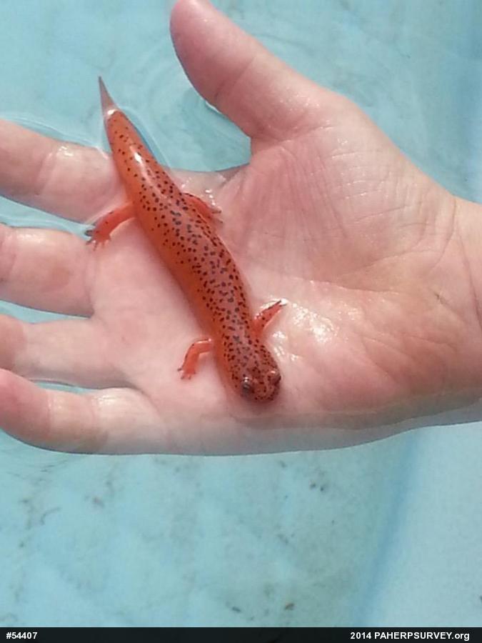 Northern Red Salamander