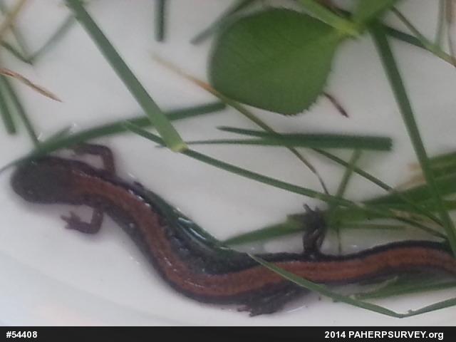 Eastern Red-backed  Salamander