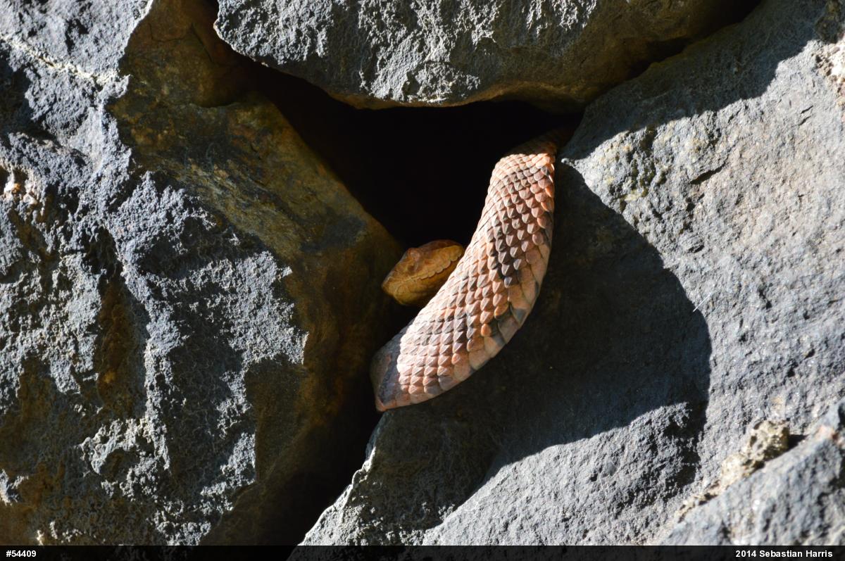 Northern Copperhead