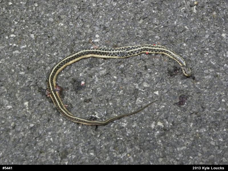 Eastern Gartersnake
