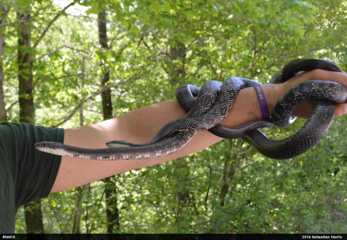 Eastern Ratsnake