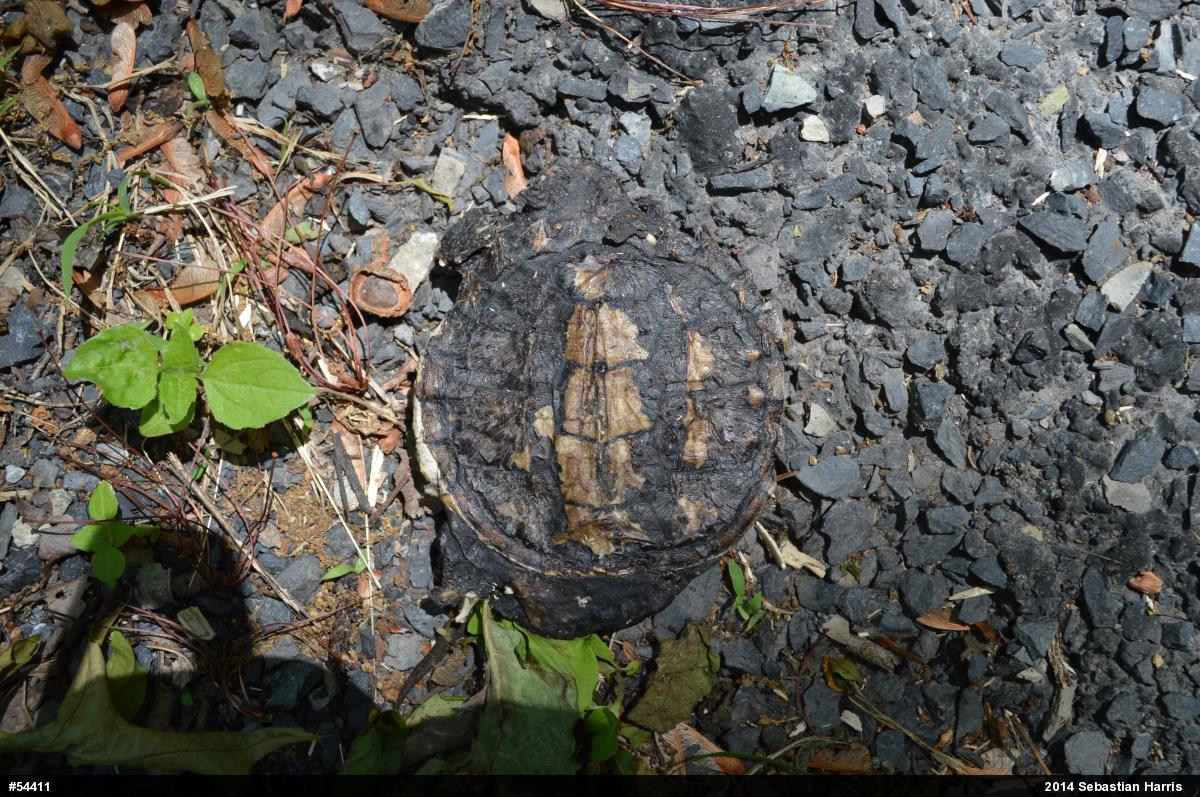 Snapping Turtle