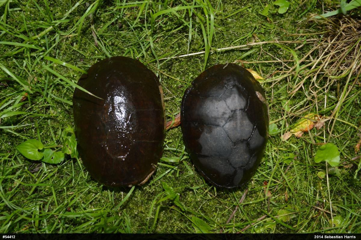 Eastern Musk Turtle