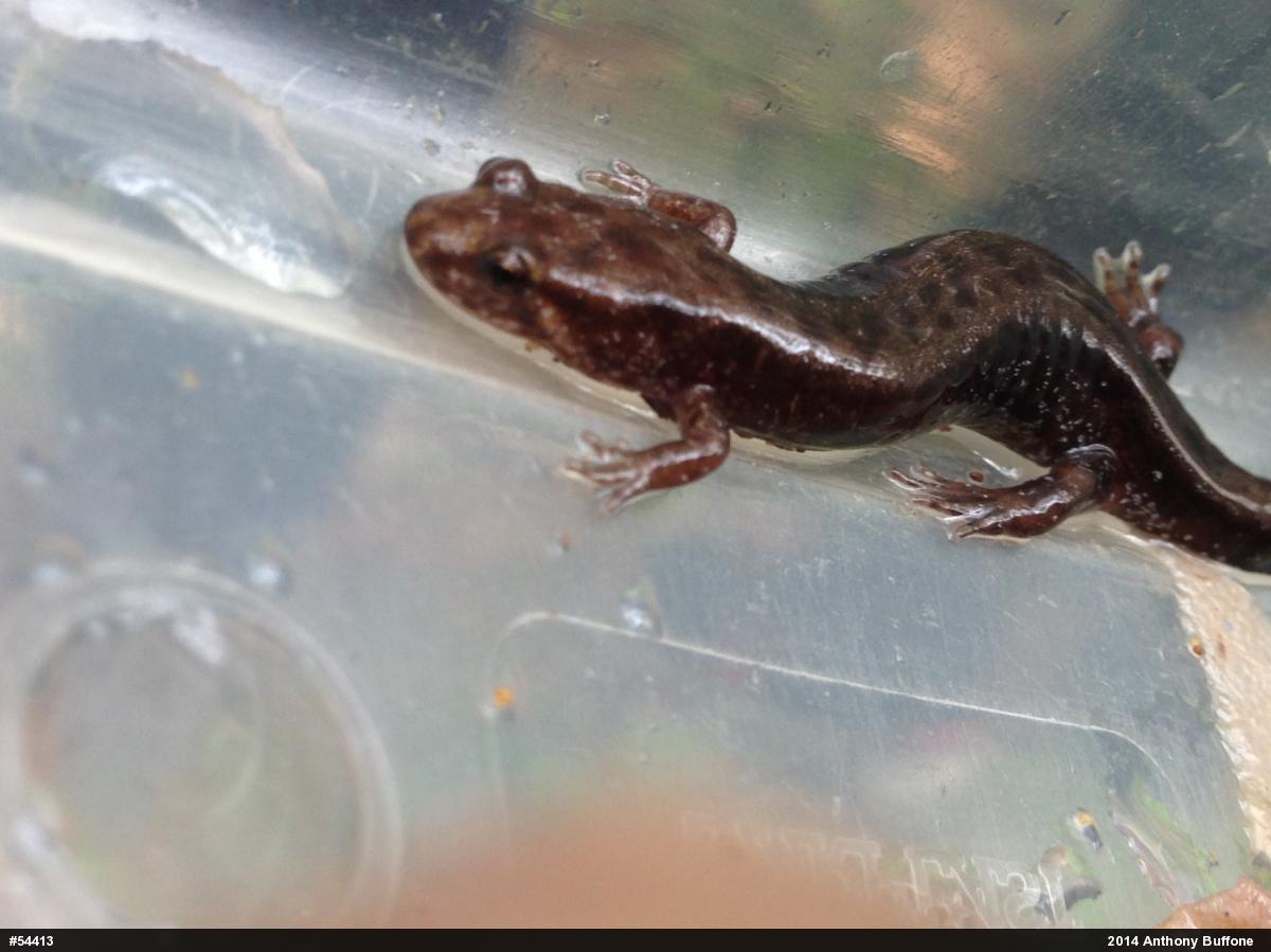 Allegheny Mountain Dusky Salamander