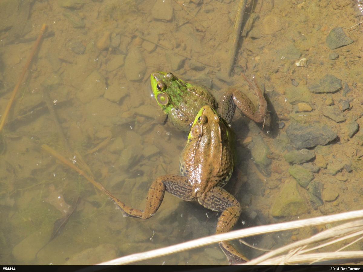 Green Frog