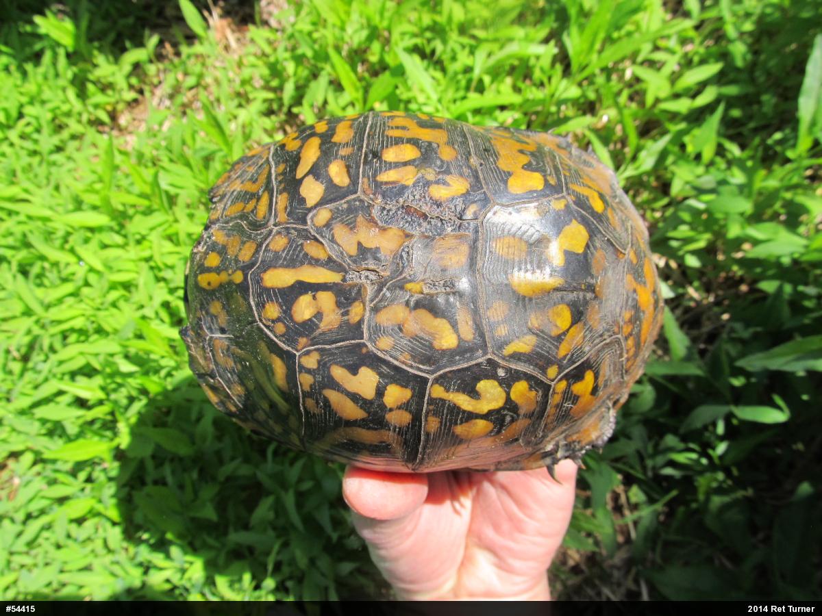 Eastern Box Turtle
