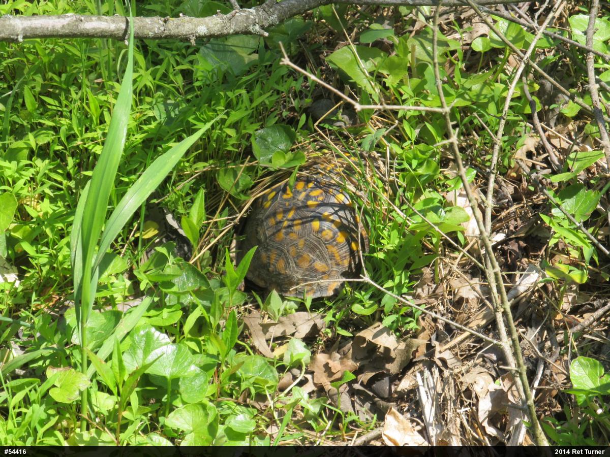 Eastern Box Turtle