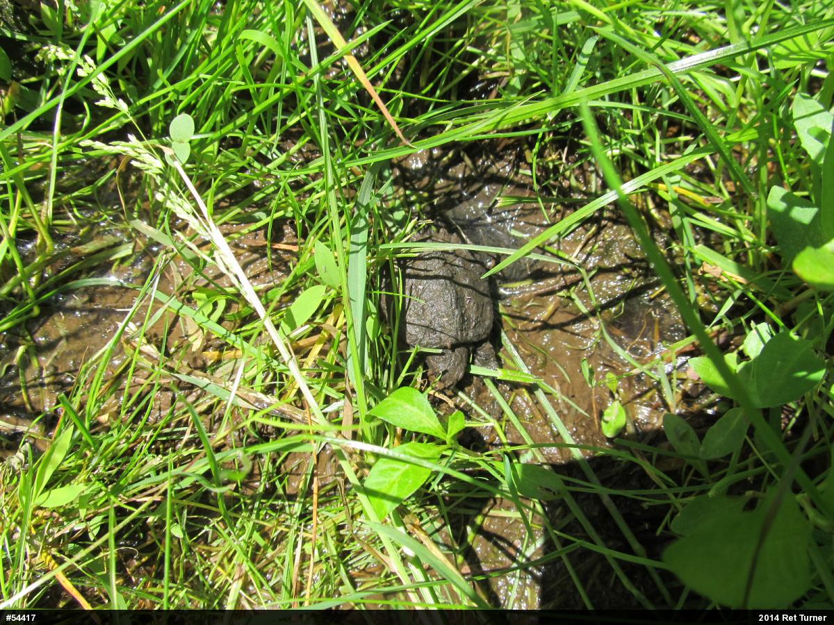 Snapping Turtle