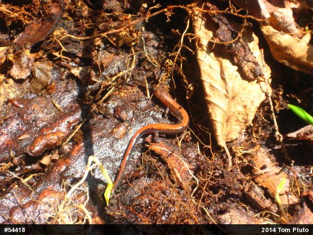 Eastern Red-backed  Salamander