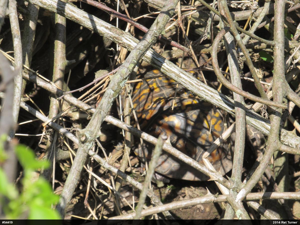 Eastern Box Turtle