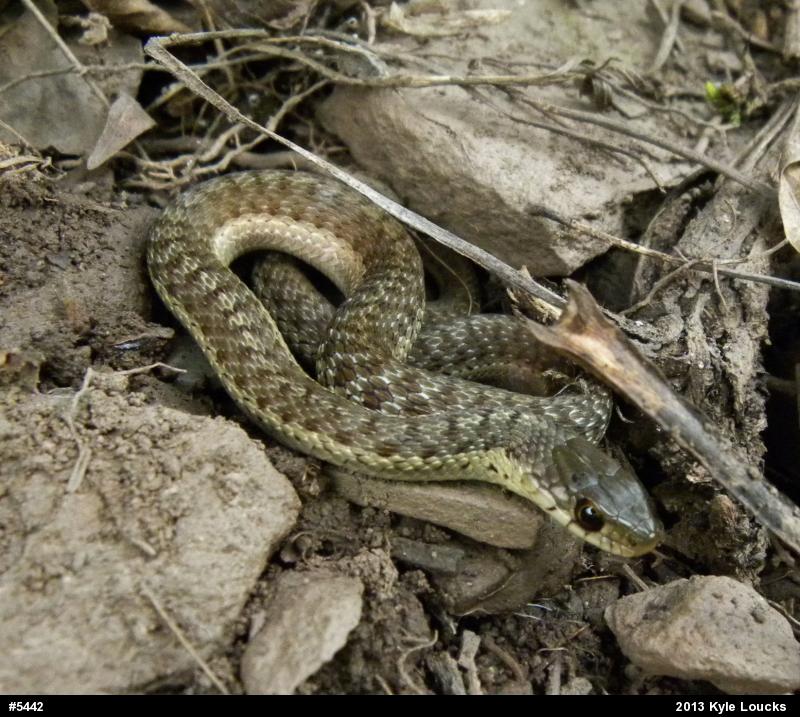 Eastern Gartersnake