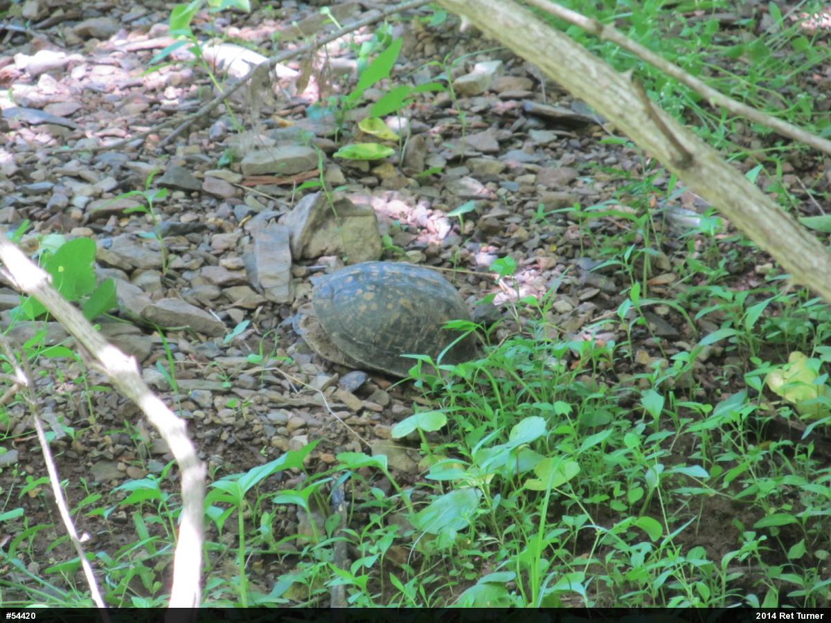 Eastern Box Turtle
