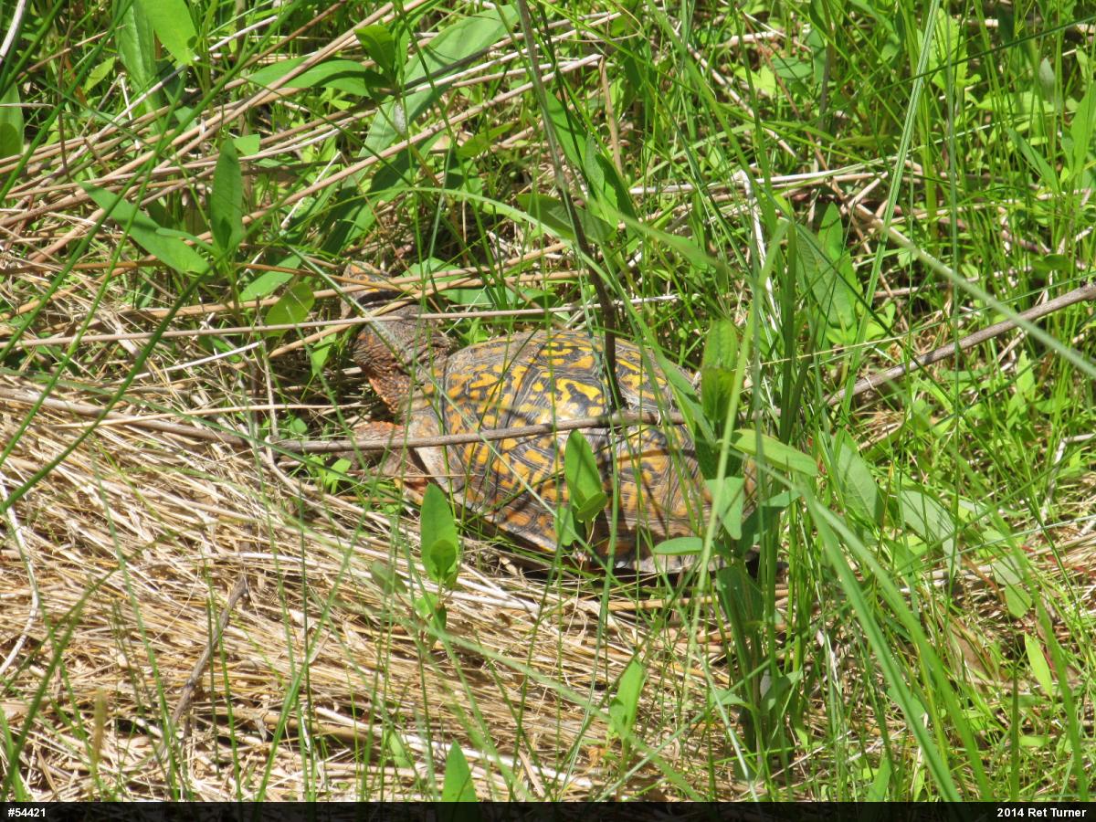 Eastern Box Turtle