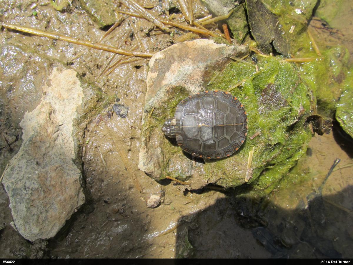 Eastern Painted Turtle