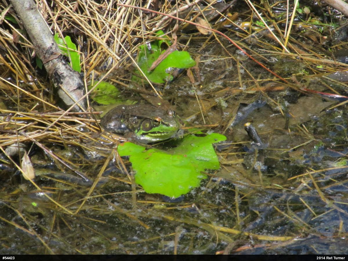 Green Frog