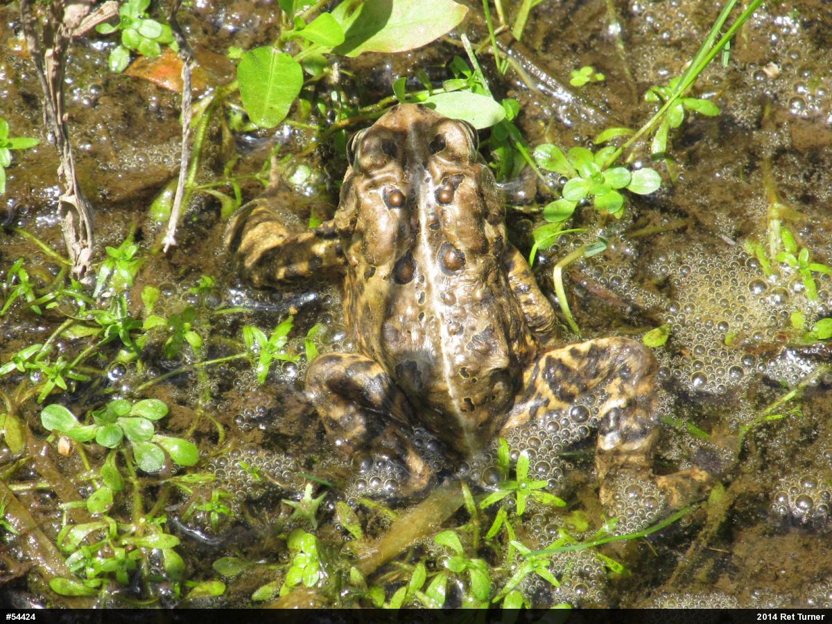 Eastern American Toad