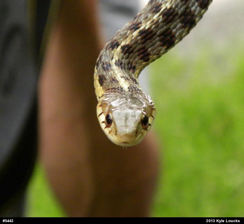Eastern Gartersnake