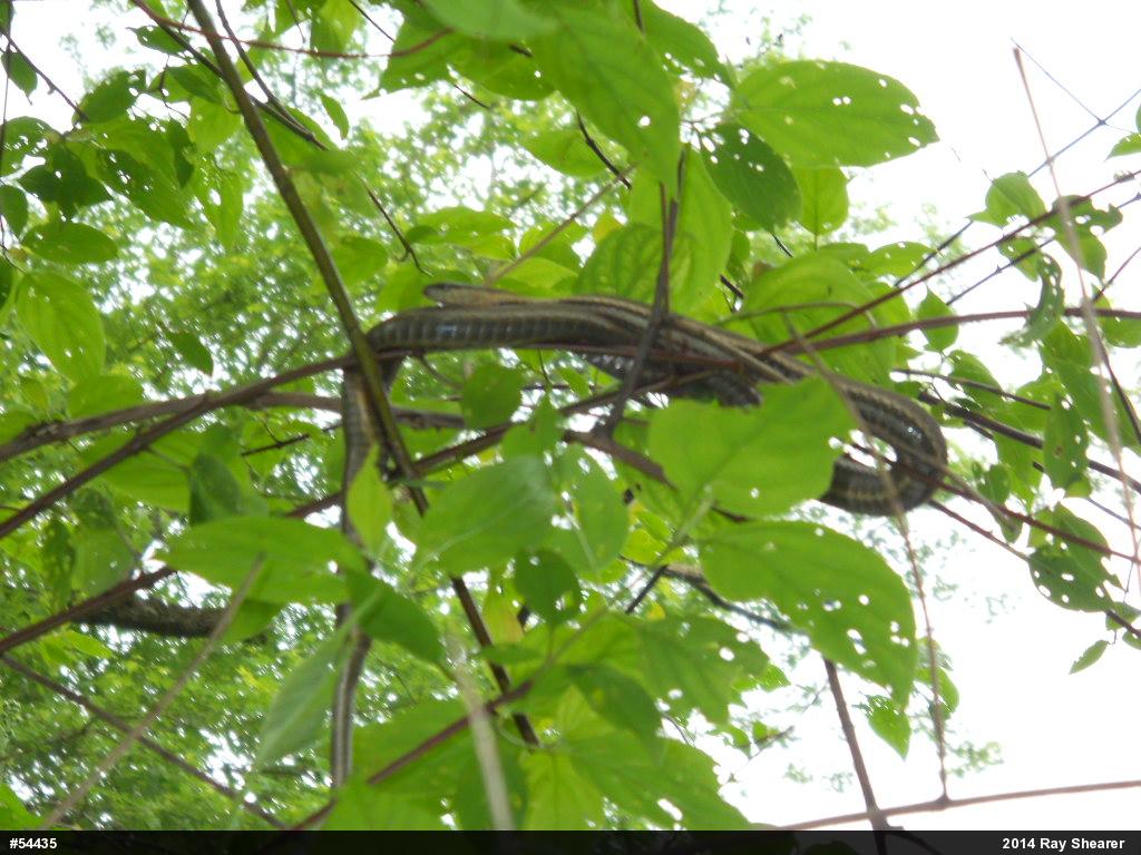 Queensnake