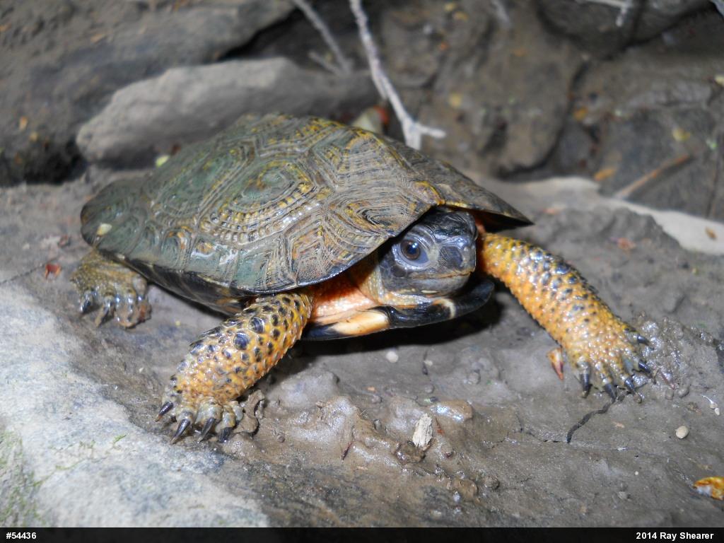 Wood Turtle