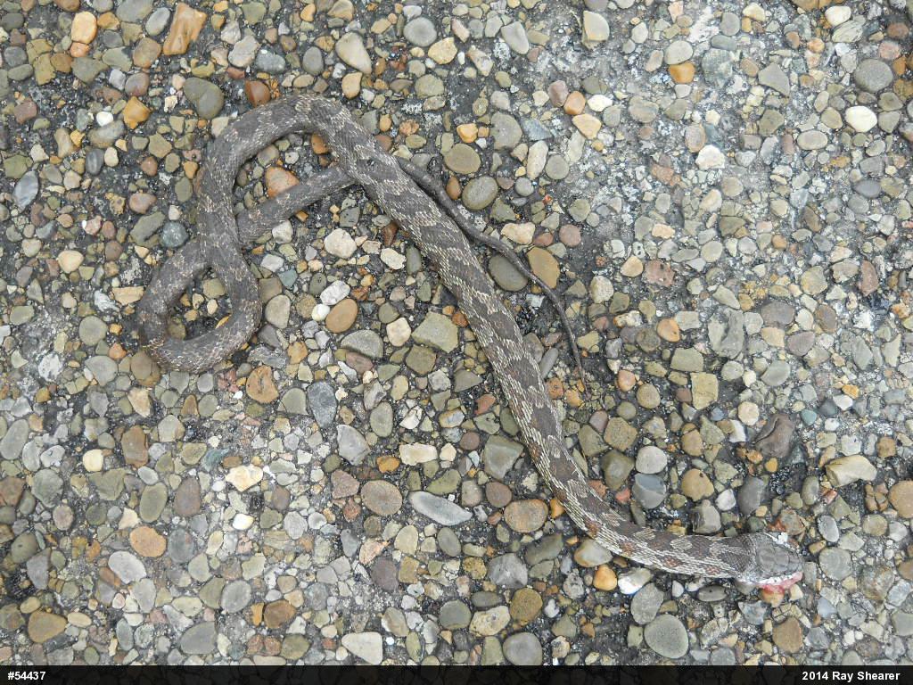 Eastern Ratsnake