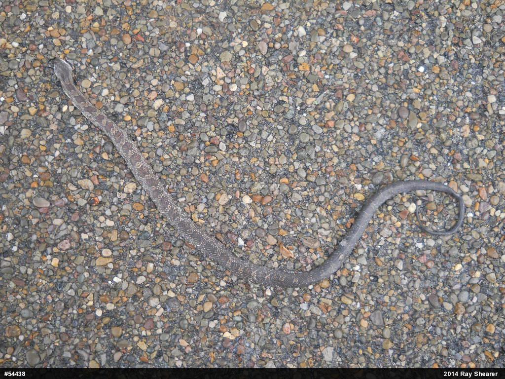 Eastern Ratsnake