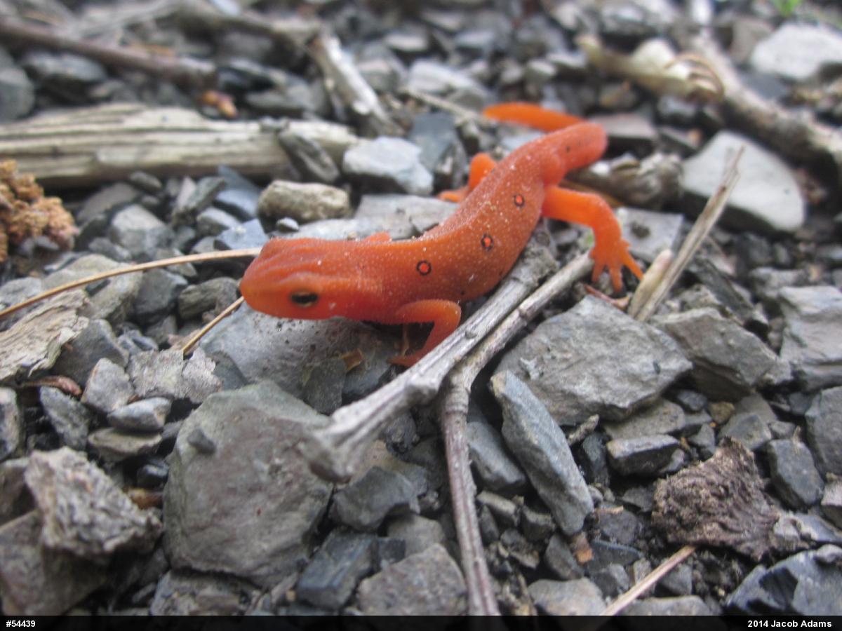 Red-spotted Newt