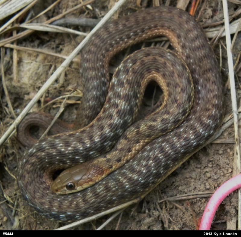 Eastern Gartersnake