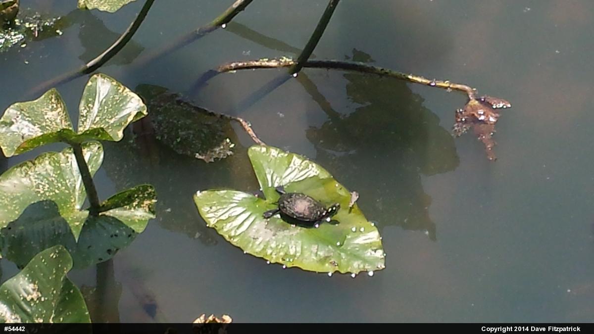 Painted Turtle
