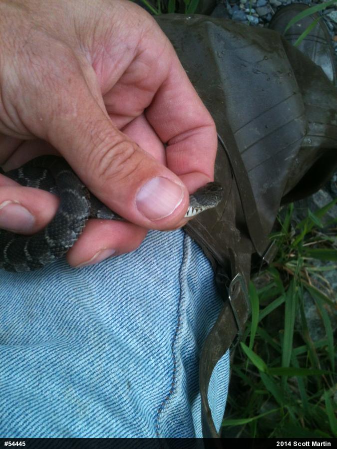 Northern Watersnake