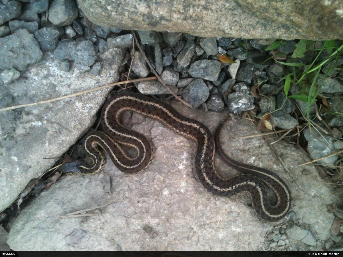 Eastern Gartersnake