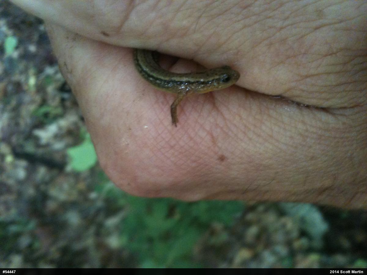 Northern Two-lined Salamander