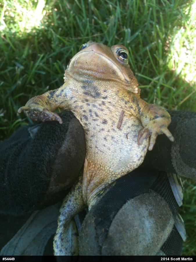 Eastern American Toad