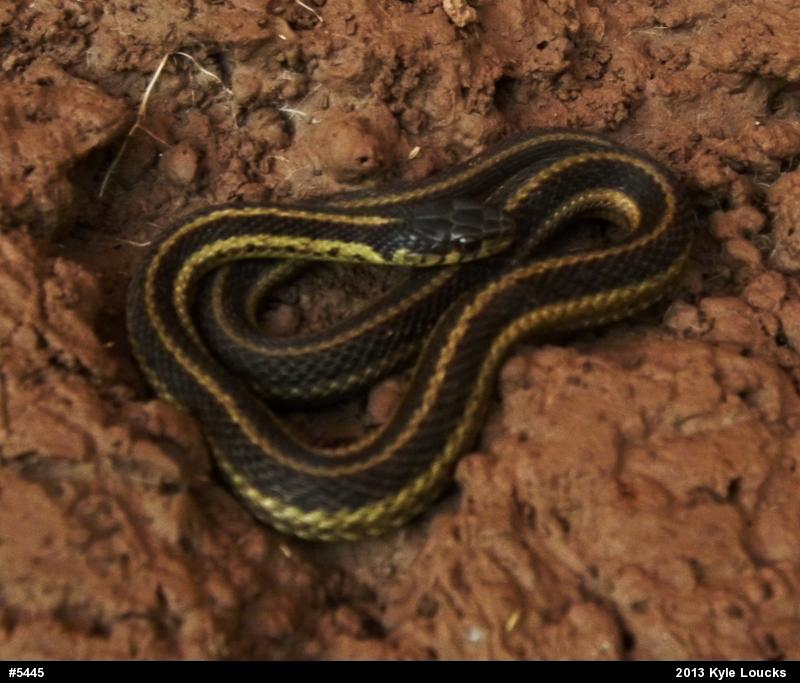 Eastern Gartersnake