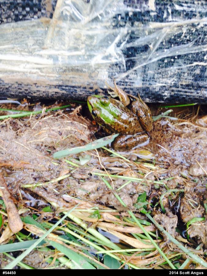 Green Frog