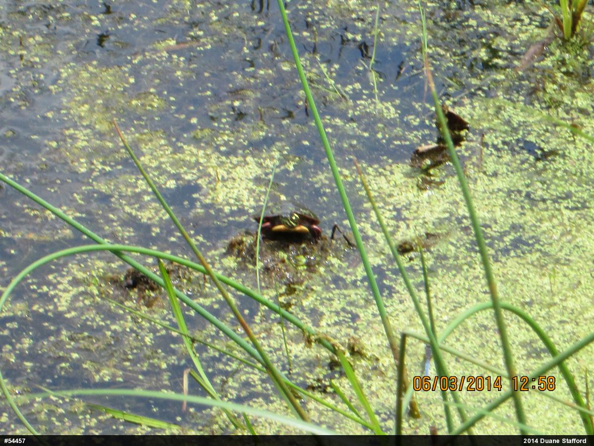 Painted Turtle