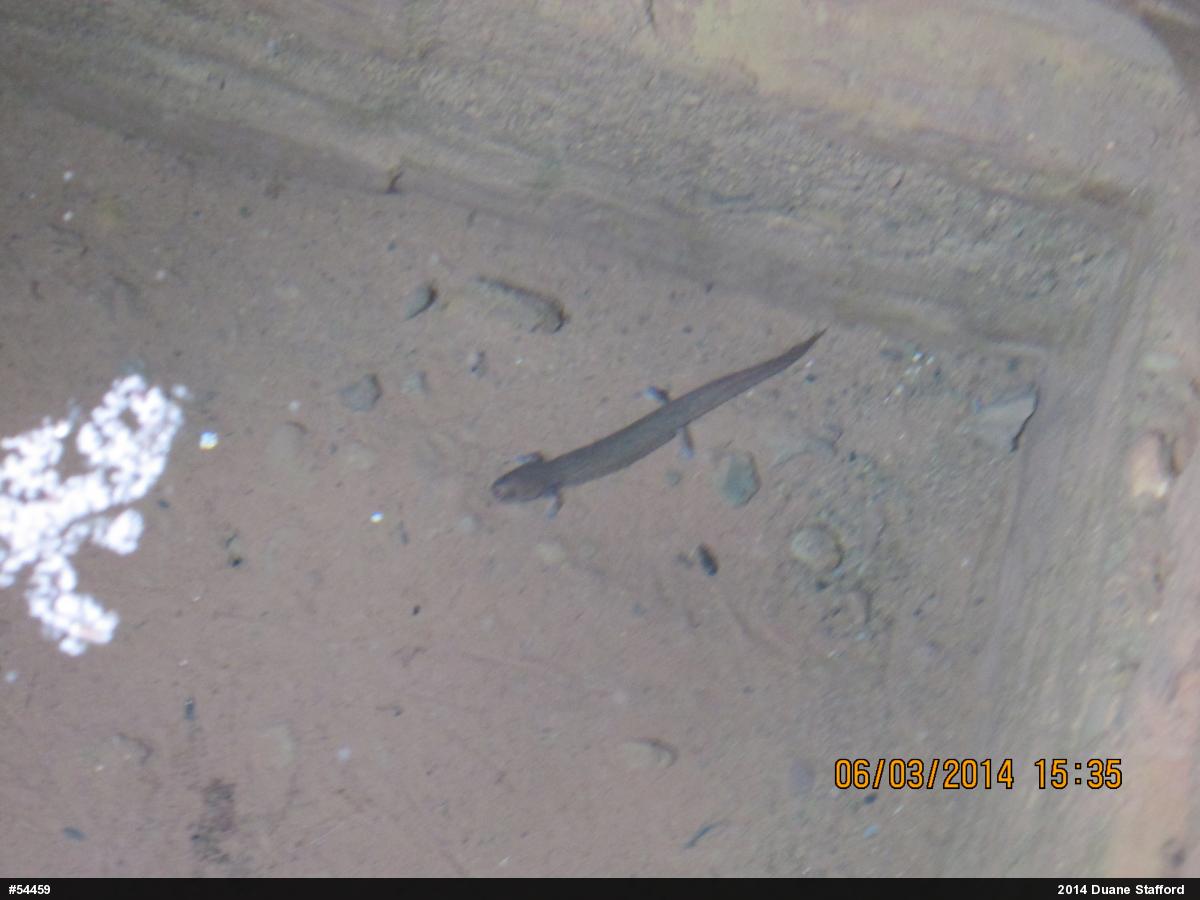 Northern Spring Salamander