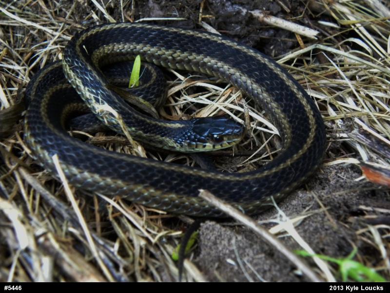 Eastern Gartersnake