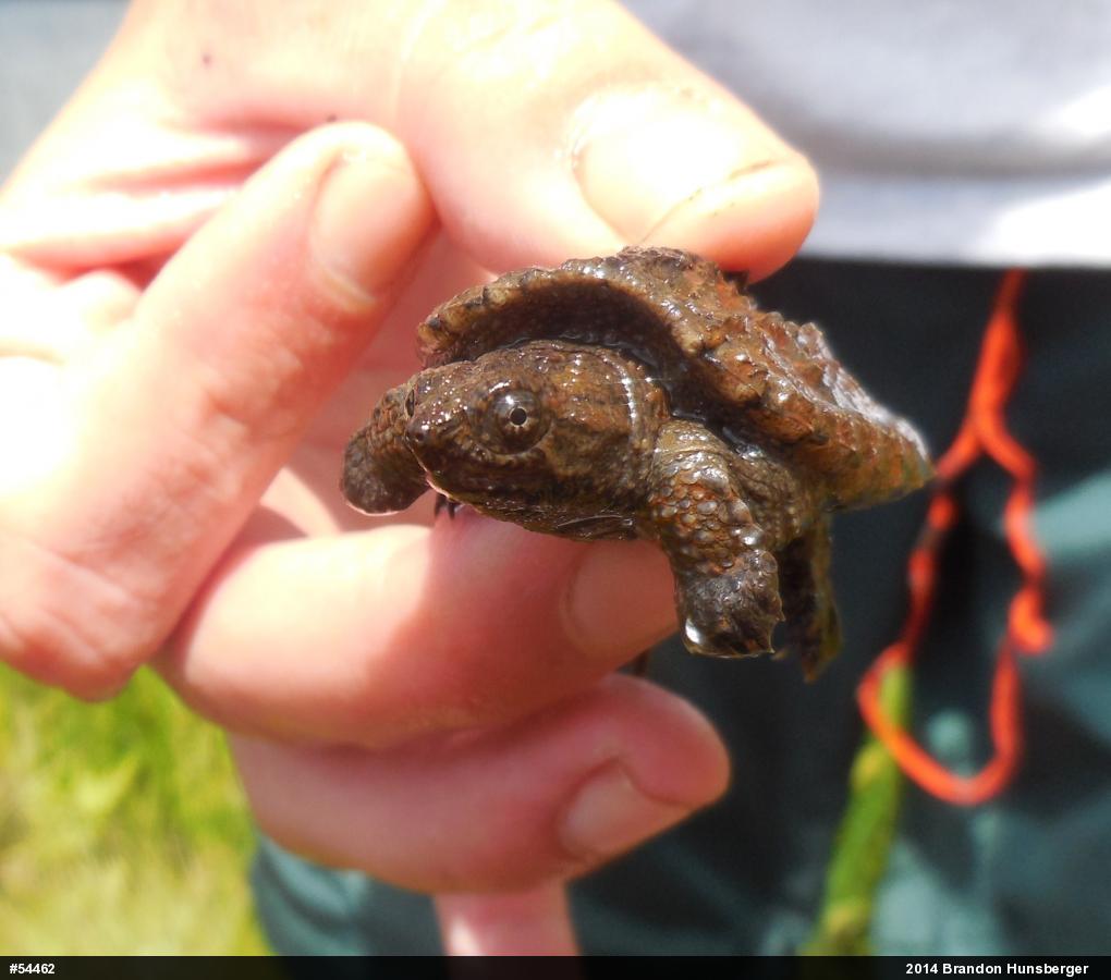 Snapping Turtle