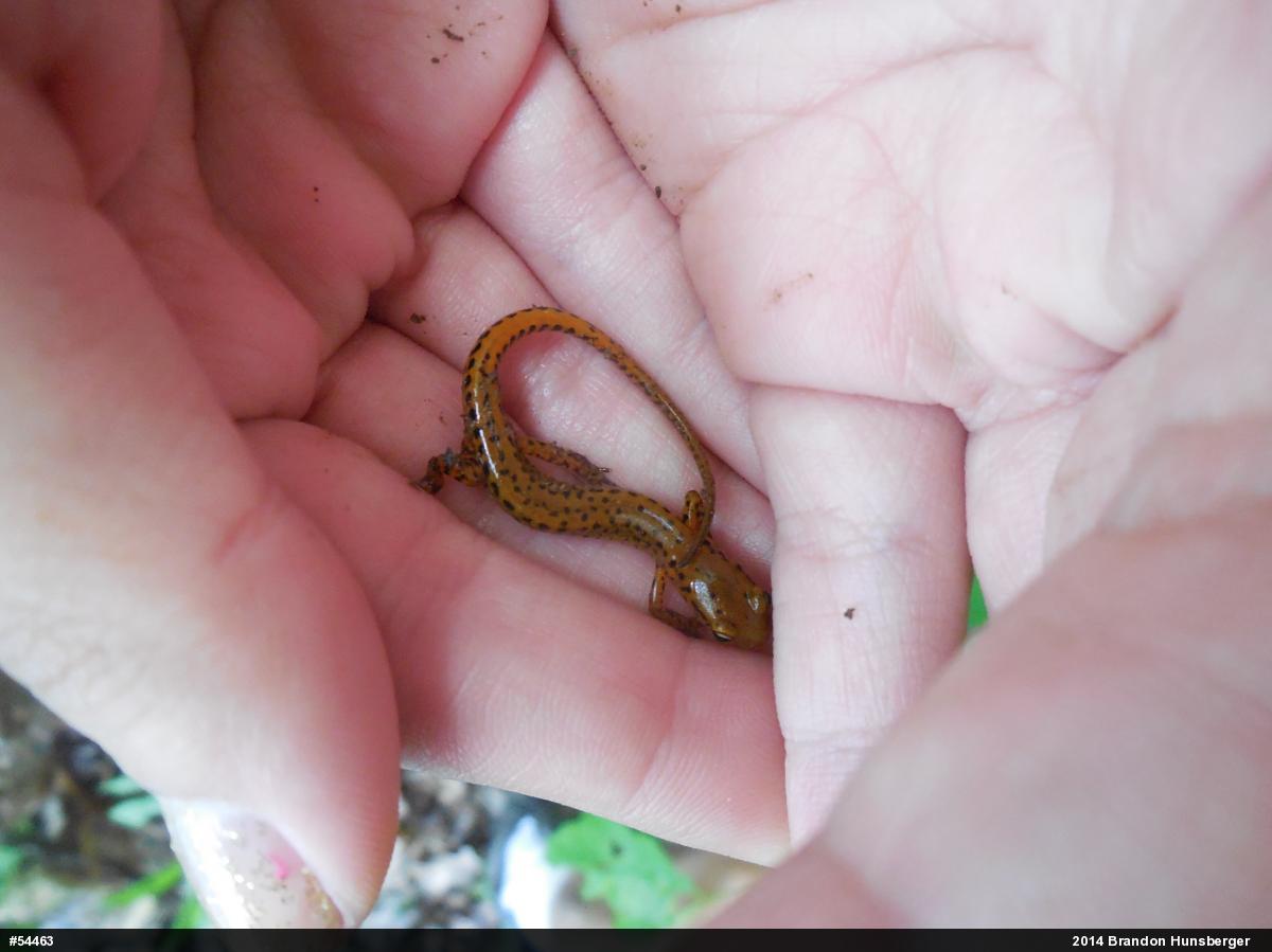 Eastern Long-tailed Salamander